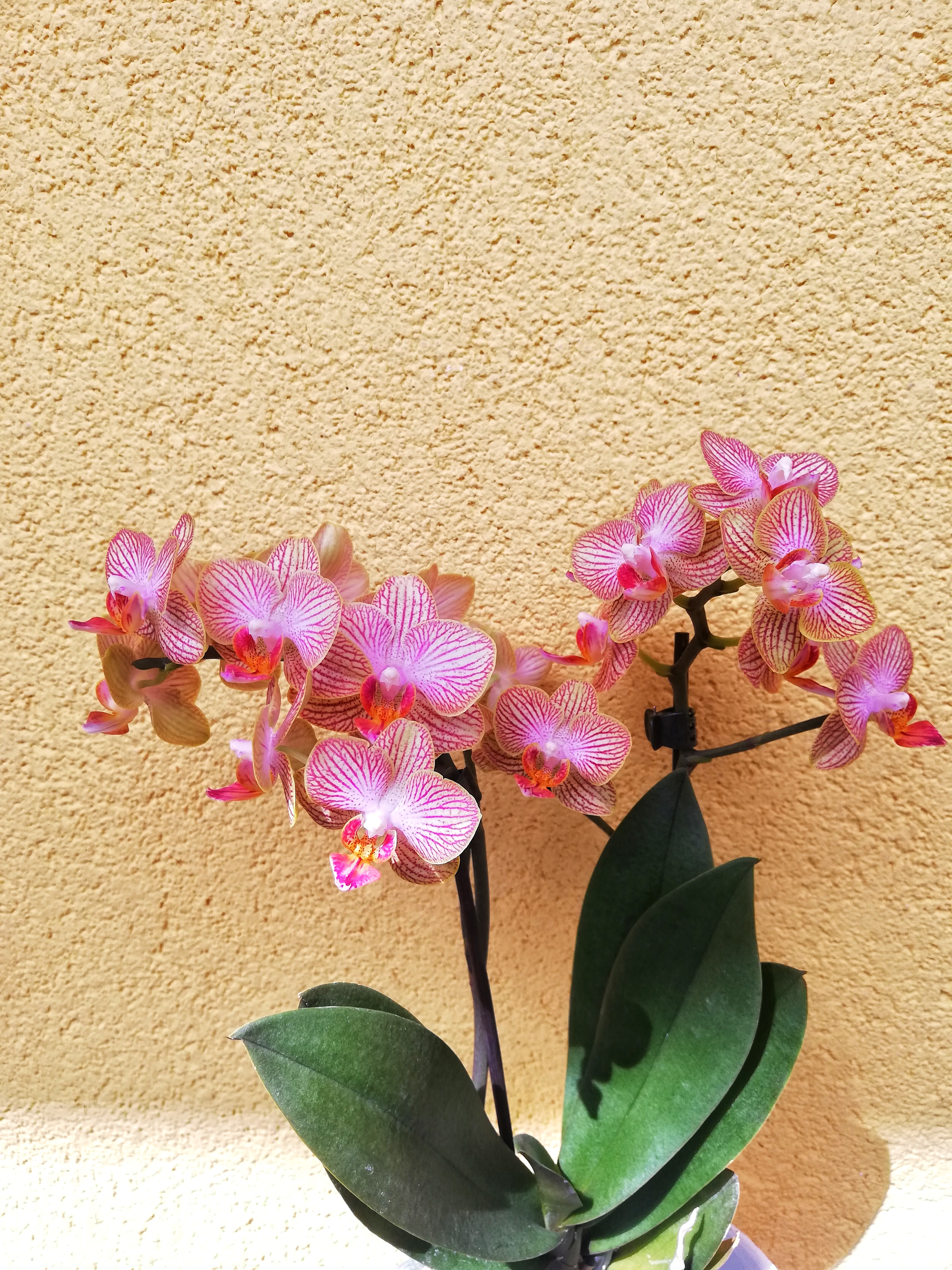 Phalaenopsis Orchiedea Fioreria Bruseghini Besenello Trento2